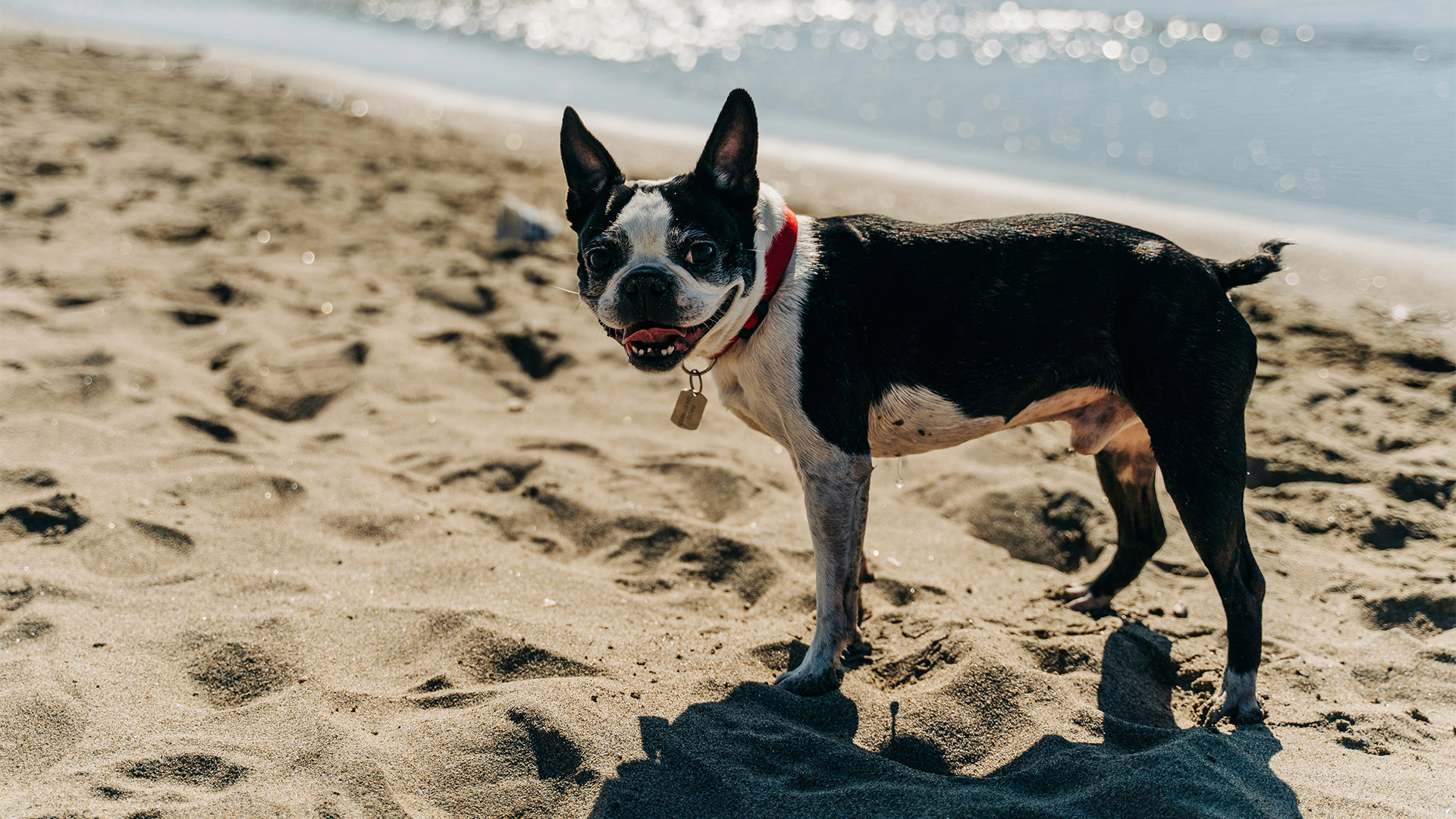 Dog-On-Beach